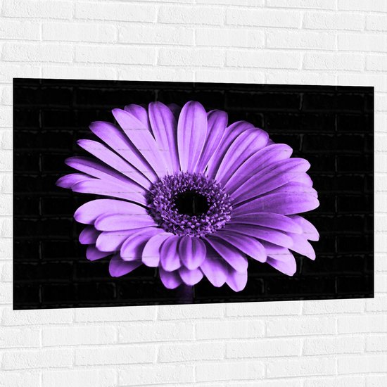 WallClassics - Muursticker - Paarse Bloem op Zwarte Achtergrond - 120x80 cm Foto op Muursticker