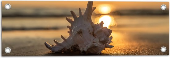Tuinposter – Zeeschelp op het Strand aan de Zee tijdens Zonsondergang - 60x20 cm Foto op Tuinposter (wanddecoratie voor buiten en binnen)