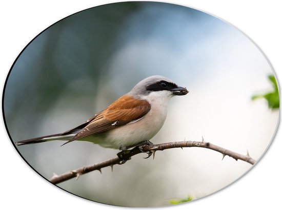 Dibond Ovaal - Zijaanzicht van Grauwe Klauwier Vogel op Tak - 40x30 cm Foto op Ovaal (Met Ophangsysteem)