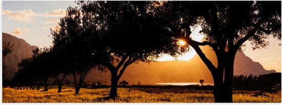 Poster (Mat) - Zonnestralen van Felle Zon door Silhouetten van de Bomen - 60x20 cm Foto op Posterpapier met een Matte look