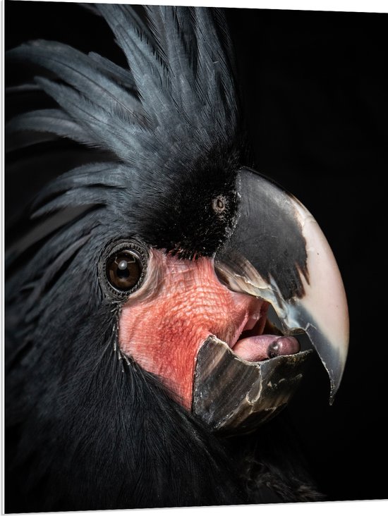 PVC Schuimplaat- Zwartkleurige Kaketoe Vogel tegen Zwarte Achtergrond - 75x100 cm Foto op PVC Schuimplaat