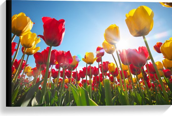 Canvas - Zonnestralen Vallend op Bloemenveld Vol Rode en Gele Bloemen - 60x40 cm Foto op Canvas Schilderij (Wanddecoratie op Canvas)