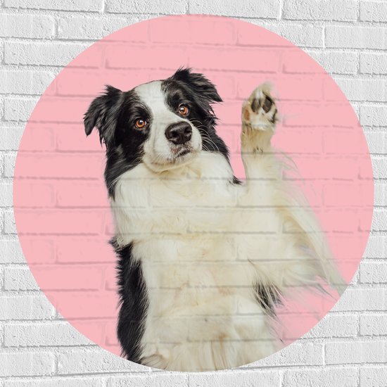 Muursticker Cirkel - Zwaaiende Border Collie Hond tegen Roze Achtergrond - 100x100 cm Foto op Muursticker