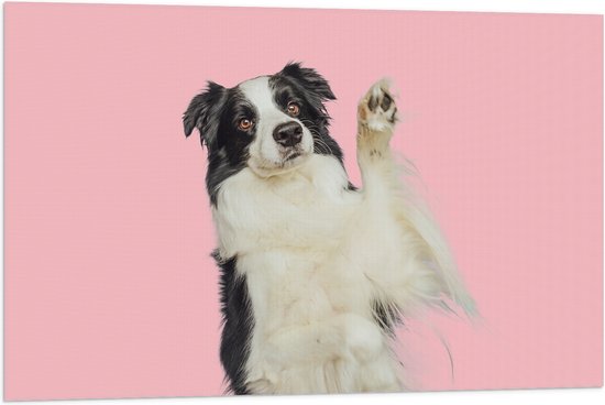 Vlag - Zwaaiende Border Collie Hond tegen Roze Achtergrond - 90x60 cm Foto op Polyester Vlag