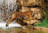 Fotobehang Tiger Waterfall Nature | XL - 208cm x 146cm | 130g/m2 Vlies