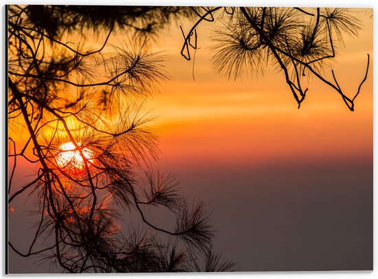 Dibond - Zon Verdwijnend achter Smalle Takken - 40x30 cm Foto op Aluminium (Wanddecoratie van metaal)