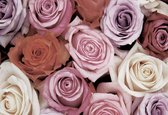Fotobehang Roses Flowers Pink Purple Red | XXL - 312cm x 219cm | 130g/m2 Vlies