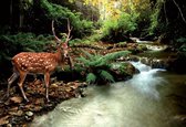 Fotobehang Deer in Forest | PANORAMIC - 250cm x 104cm | 130g/m2 Vlies