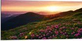 Dibond - Zonsondergang Verdwijnend achter Gebergte vol Paarse Bloemen - 100x50 cm Foto op Aluminium (Met Ophangsysteem)