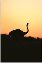 Poster (Mat) - Silhouet van Struisvogel bij Bossen tijdens Zonsondergang - 80x120 cm Foto op Posterpapier met een Matte look