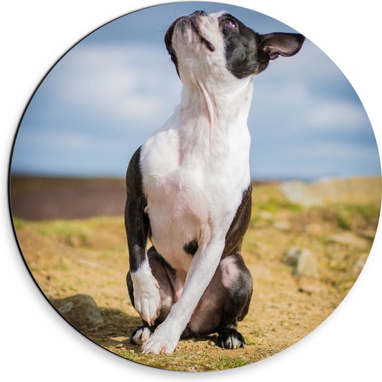 Dibond Muurcirkel - Omhoogkijkende Zwart met Witte Boston Terriër Hond in Landschap - 30x30 cm Foto op Aluminium Muurcirkel (met ophangsysteem)
