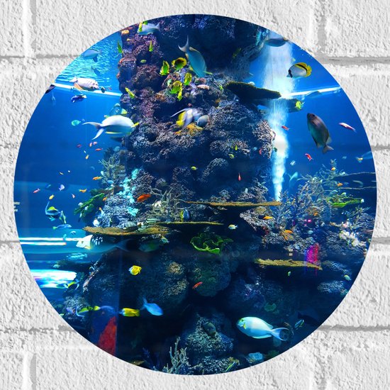 Muursticker Cirkel - Verschillende Soorten Vissen Zwemmend Rond Koraal - 30x30 cm Foto op Muursticker