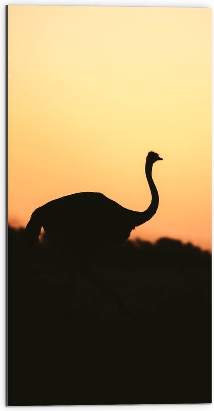 Dibond - Silhouet van Struisvogel bij Bossen tijdens Zonsondergang - 50x100 cm Foto op Aluminium (Met Ophangsysteem)