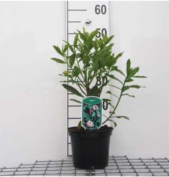 Daphne odora Peperboompje 20 25 cm in pot bol