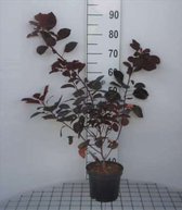 Cotinus dummeri 'Grace' - Pruikenboom 40 - 60 cm in pot