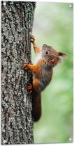 Tuinposter – Rode Eekhoorn Lopend tegen Hoge Boom op - 50x100 cm Foto op Tuinposter (wanddecoratie voor buiten en binnen)