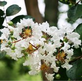 Lagerstroemia Wit - Bloeirijke terrasplant - 3 Liter +/- 40 cm: Struik of kleine boom met witte bloemen, geschikt voor warme locaties.