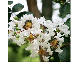 Lagerstroemia Wit - Bloeirijke terrasplant - 3 Liter +/- 40 cm: Struik of kleine boom met witte bloemen, geschikt voor warme locaties.