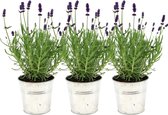 Plants by Frank - Set van 3 echte lavendelplanten in sierpot 'Old Look' - 3 x Lavandula Angustifolia Felice ® 13 cm pot - Winterharde lavendelplant - Vers van de kwekerij Geleverd