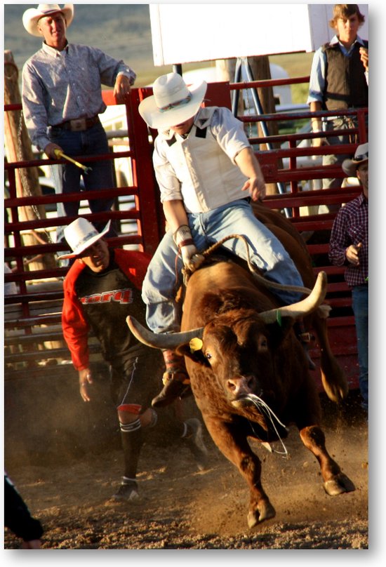 Stier in Rodeo - USA - Foto Op Canvas