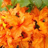 Azalea knaphill 'Oranje' - 40-50 cm