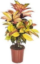 Fleurdirect - Codiaeum - 70 Cm - Ø 21 - 1 Stuks