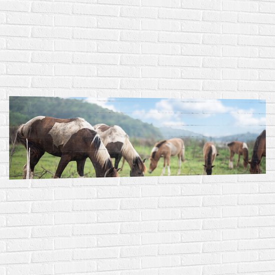 Muursticker - Kudde Bruin met Witte Paarden Grazend in het Gras - 150x50 cm Foto op Muursticker