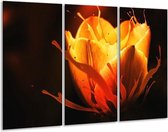 Peinture sur toile Tulipe | Orange, noir, jaune | 120x80cm 3 Liège