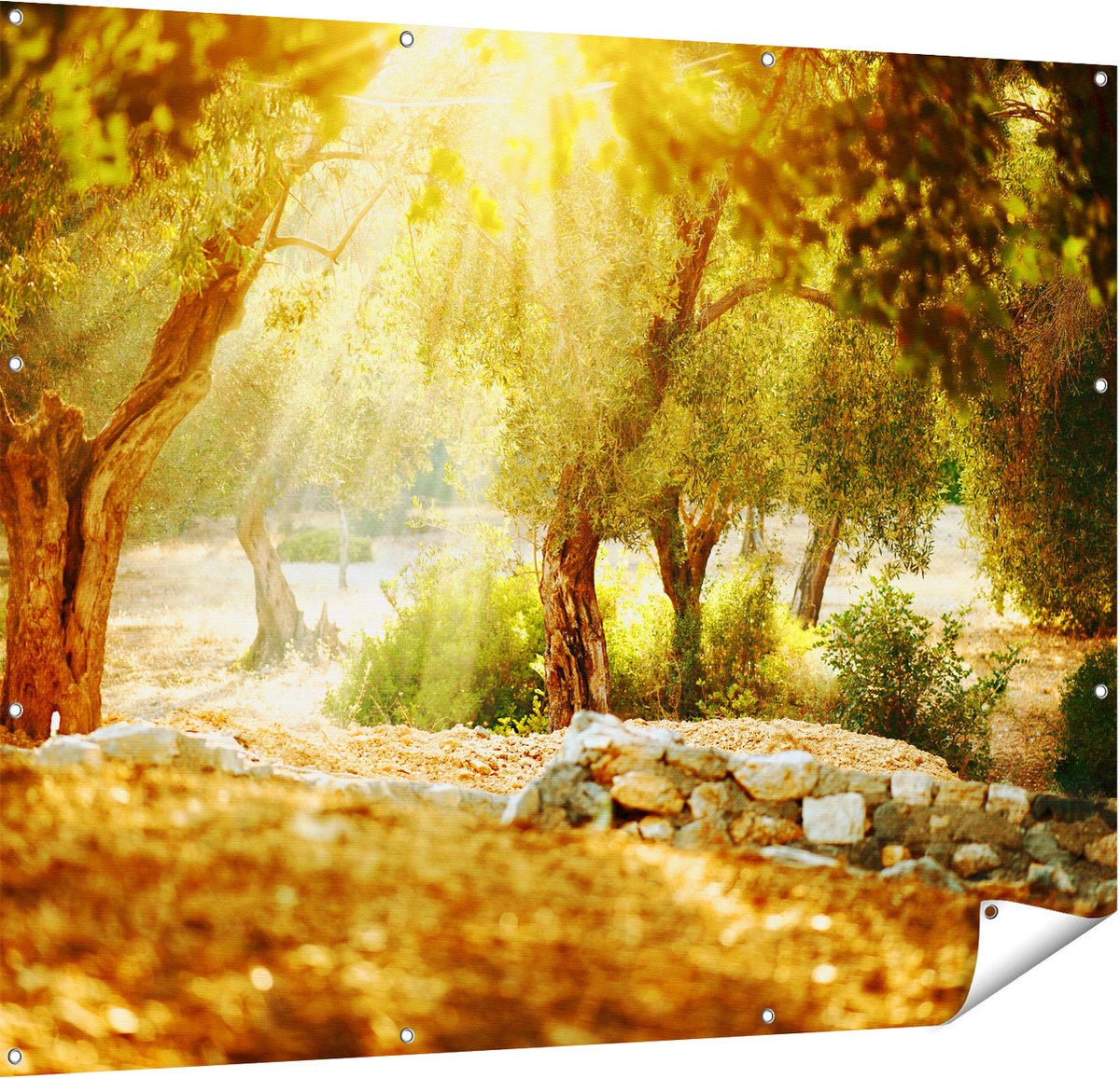 Gards Tuinposter Olijfbomen - Olijfboomgaard - 150x120 cm - Tuindoek - Tuindecoratie - Wanddecoratie buiten - Tuinschilderij Multikleur