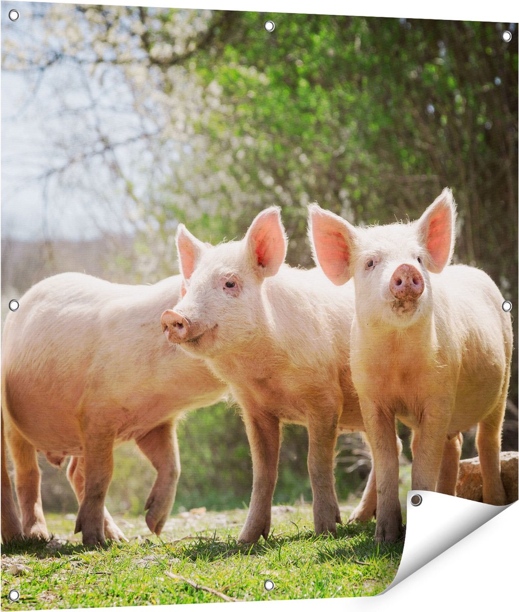 Gards Tuinposter Groep Jonge Varkens - 90x90 cm - Tuindoek - Tuindecoratie - Wanddecoratie buiten - Tuinschilderij Multikleur