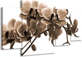 GroepArt - Schilderij -  Orchidee - Sepia, Bruin - 160x90cm 4Luik - Schilderij Op Canvas - Foto Op Canvas