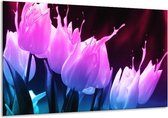 Glasschilderij Tulp - Paars, Roze, Blauw - 120x70cm 1Luik - Foto Op Glas - Geen Acrylglas Schilderij - GroepArt 6000+ Glasschilderijen Art Collectie - Wanddecoratie - Woonkamer - Slaapkamer
