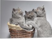 Dibond - Mandje Vol Grijze Britse Korthaar Kittens met Oranje Ogen - 80x60 cm Foto op Aluminium (Wanddecoratie van metaal)