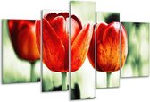 Glasschilderij Tulp - Rood, Groen, Wit - 170x100cm 5Luik - Foto Op Glas - Geen Acrylglas Schilderij - 6000+ Glasschilderijen Collectie - Wanddecoratie