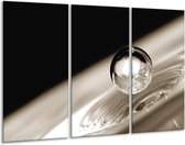 Glasschilderij Macro - Sepia, Zwart - 120x80cm 3Luik - Foto Op Glas - Geen Acrylglas Schilderij - GroepArt 6000+ Glas Art Collectie - Maatwerk Mogelijk