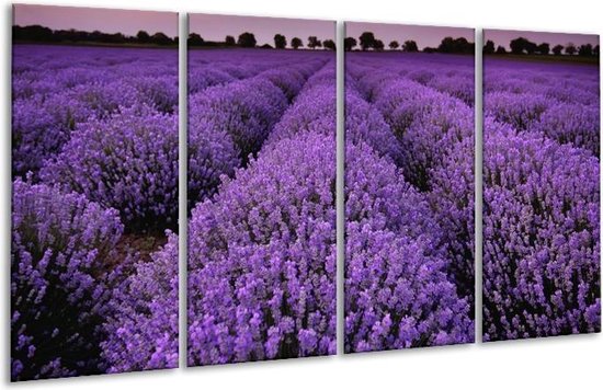 GroepArt - Glasschilderij - Lavendel, Landelijk - Paars - 160x80cm 4Luik - Foto Op Glas - Geen Acrylglas Schilderij - 6000+ Glasschilderijen Collectie - Wanddecoratie