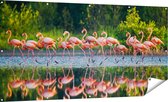 Gards Tuinposter Kudde Flamingo's op het Water - 180x90 cm - Tuindoek - Tuindecoratie - Wanddecoratie buiten - Tuinschilderij