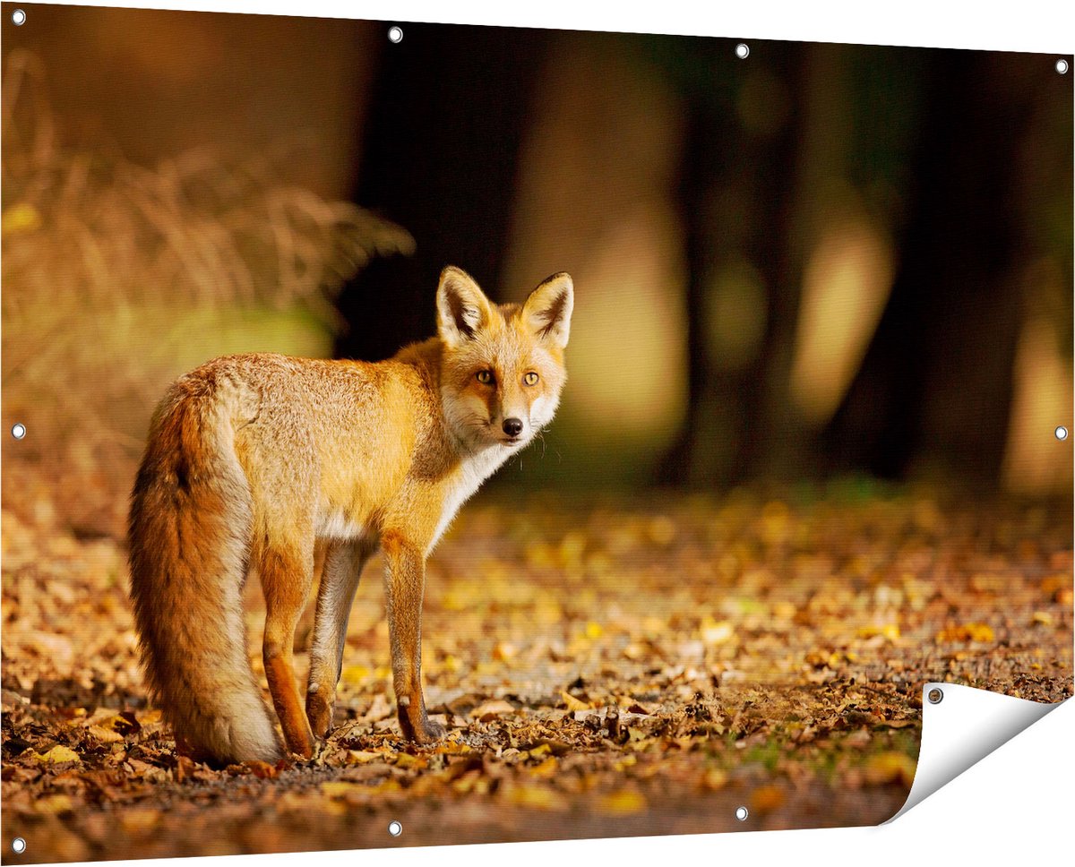 Gards Tuinposter Vos in het Herfstbos - 150x100 cm - Tuindoek - Tuindecoratie - Wanddecoratie buiten - Tuinschilderij Multikleur