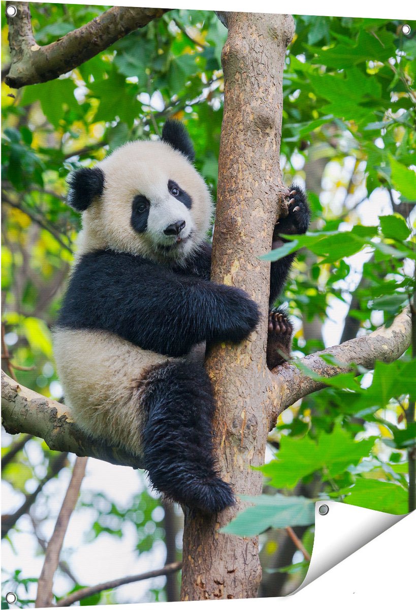 Gards Tuinposter Panda in de Bomen - 80x100 cm - Tuindoek - Tuindecoratie - Wanddecoratie buiten - Tuinschilderij Multikleur