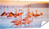 Gards Tuinposter Kudde Flamingo's in het Water - 140x70 cm - Tuindoek - Tuindecoratie - Wanddecoratie buiten - Tuinschilderij