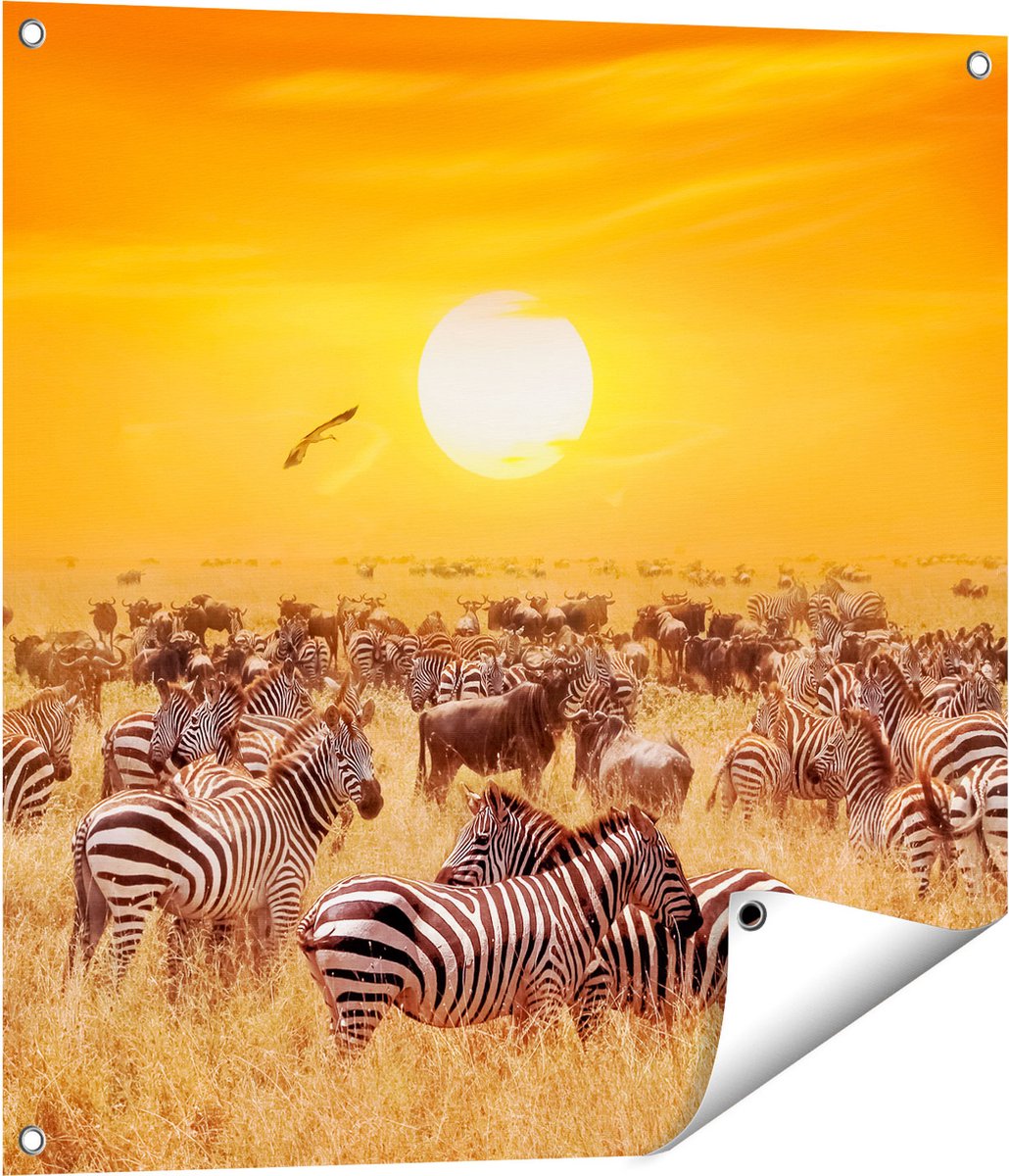 Gards Tuinposter Kudde Zebra's bij een Oranje Zonsondergang - 70x70 cm - Tuindoek - Tuindecoratie - Wanddecoratie buiten - Tuinschilderij Multikleur