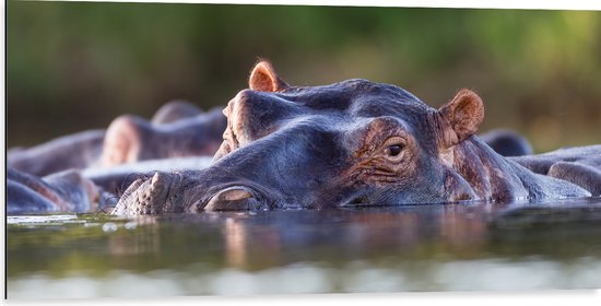Dibond - Nijlpaarden Zwemmend aan het Wateroppervlak - 100x50 cm Foto op Aluminium (Wanddecoratie van metaal)