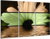 Glasschilderij Bloem - Bruin, Groen, Zwart - 120x80cm 3Luik - Foto Op Glas - Geen Acrylglas Schilderij - GroepArt 6000+ Glas Art Collectie - Maatwerk Mogelijk