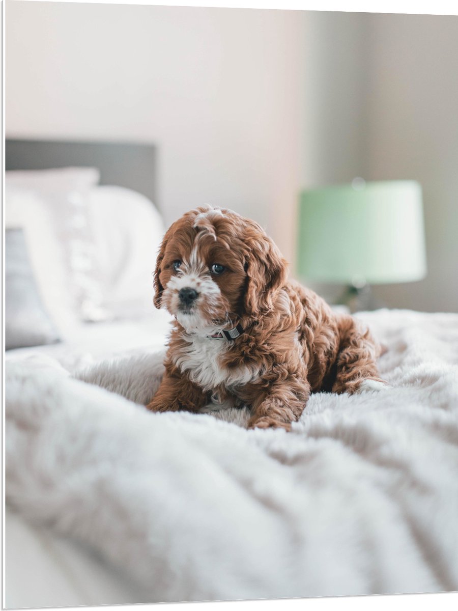 PVC Schuimplaat- Onschuldig Kijkende Cavapoo Puppy op Deken op Bed - 75x100 cm Foto op PVC