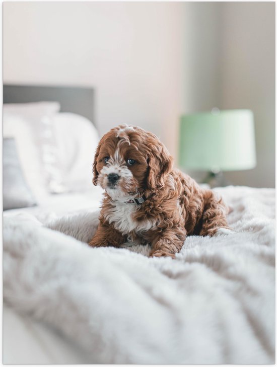 Poster Glanzend – Onschuldig Kijkende Cavapoo Puppy op Deken op Bed - 30x40 cm Foto op Posterpapier met Glanzende Afwerking