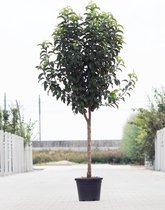 Grote Appelboom | Malus domestica ‘Fuji’ | Halfstam | 230 - 280 cm | Stamomtrek 15-19 cm | 8 jaar