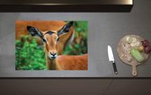 Inductieplaat Beschermer - Kop van Antilope met Donkere Ogen - 70x52 cm - 2 mm Dik - Inductie Beschermer van Vinyl