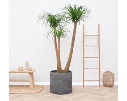 Beaucarnea Multi Stam XXL - 220cm