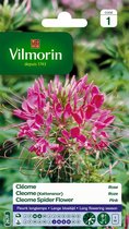 Vilmorin CLeome Spider Flower- Kattensnor V267F