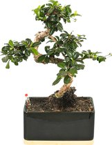WL Plants - Bonsai Carmona - Bonsai Boompje - Kamerplanten - Unieke Kamerplant - ± 35cm hoog - 22cm diameter - In Keramieke Zwarte Pot met Hout